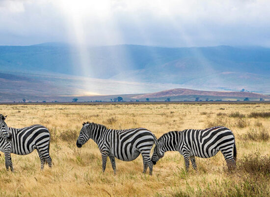 Zebras during a Tanzania safari