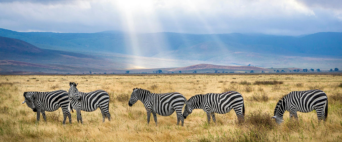 Zebras during a Tanzania safari