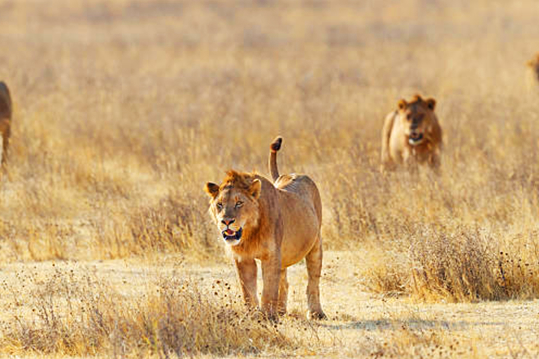 ngorongoro4