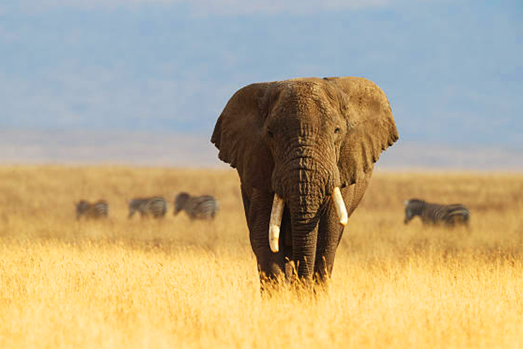 ngorongoro6