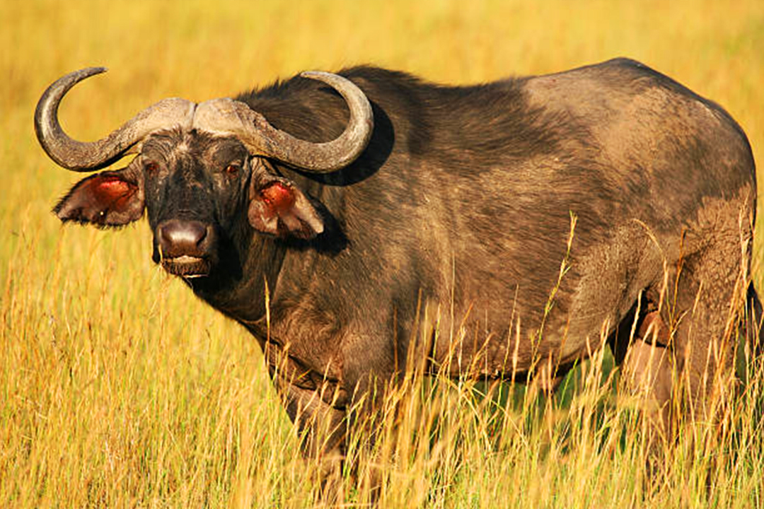 ngorongoro7