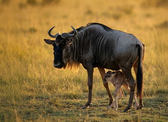 The Great Wildebeest Calving Season in action.