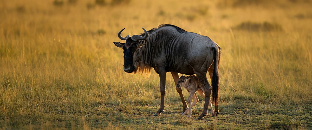 The Great Wildebeest Calving Season in action.